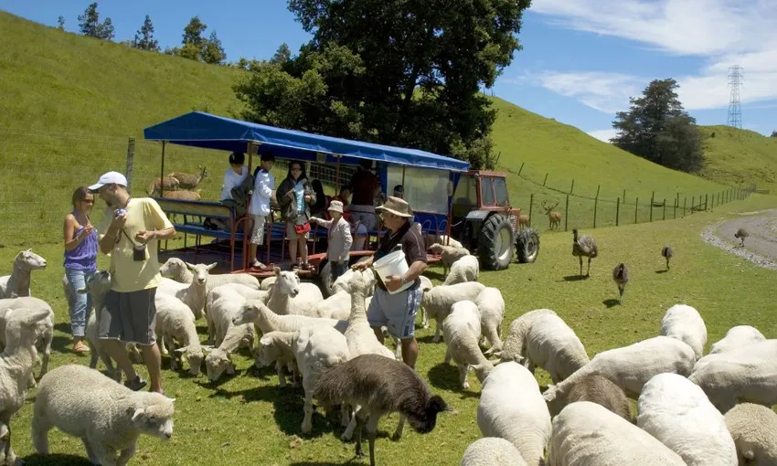 Farm Tour and Show Experience in Rotorua | Experience Oz + NZ