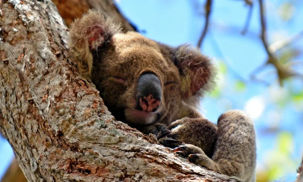 Gold Coast Day Tour From Brisbane | Experience Oz-4