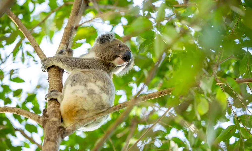 Gold Coast Day Tour From Brisbane | Experience Oz-4
