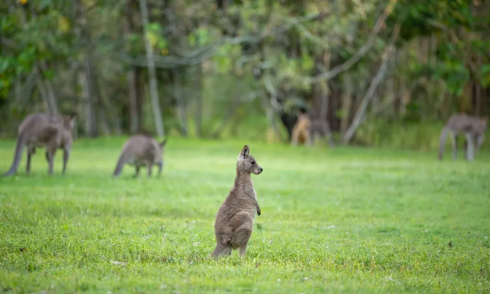 Gold Coast Day Tour From Brisbane | Experience Oz-6