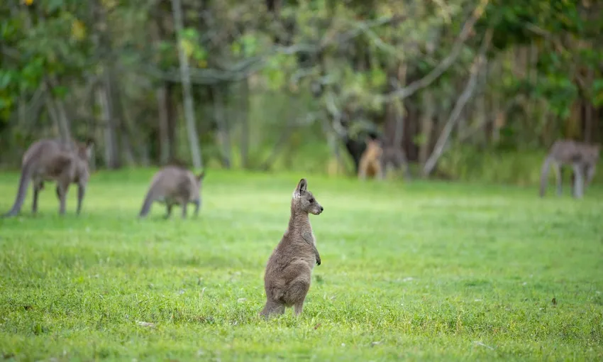 Gold Coast Day Tour From Brisbane | Experience Oz