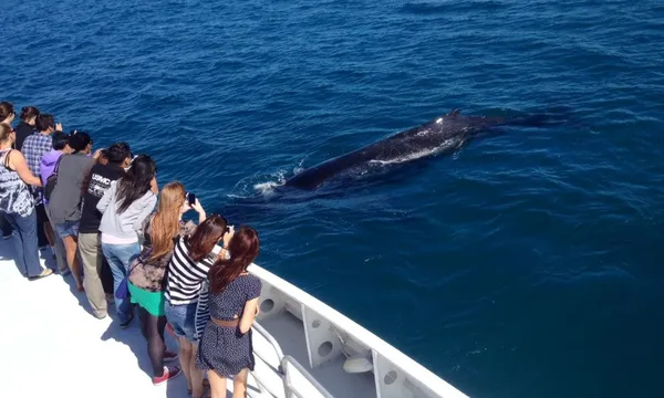 Whale Watching Cruise from Hillarys Boat Harbour