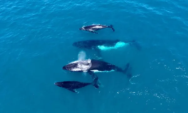 Whale Watching Cruise from Hillarys Boat Harbour