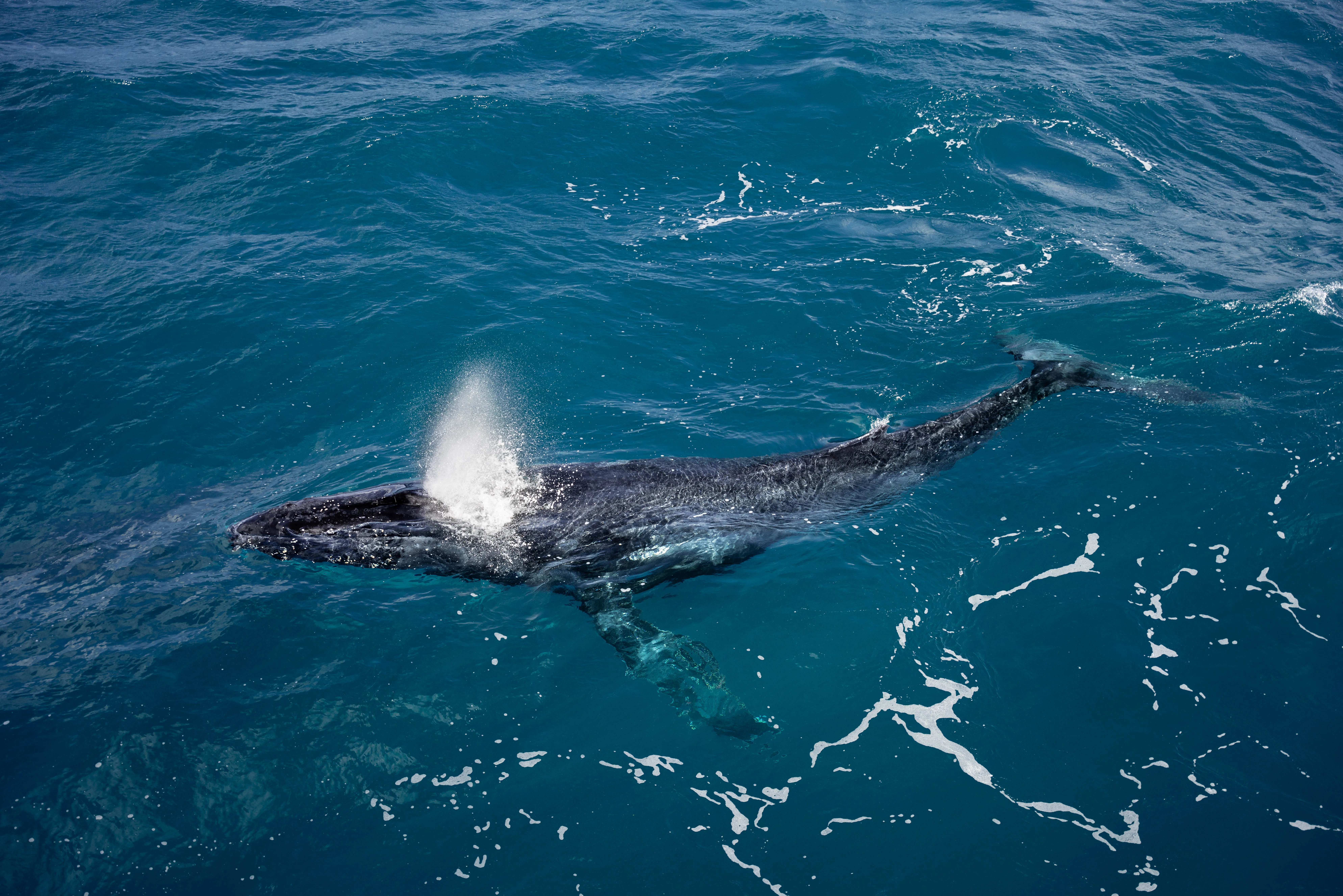 Whale Watching Cruise from Hillarys Harbour - Experience Oz-6