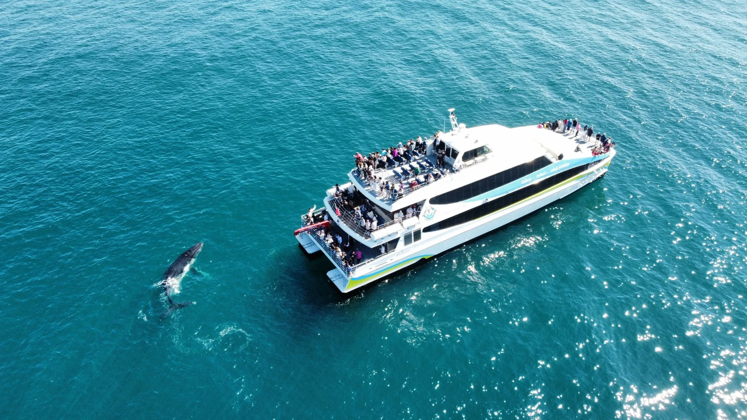 Whale Watching Cruise from Hillarys Harbour - Experience Oz-7