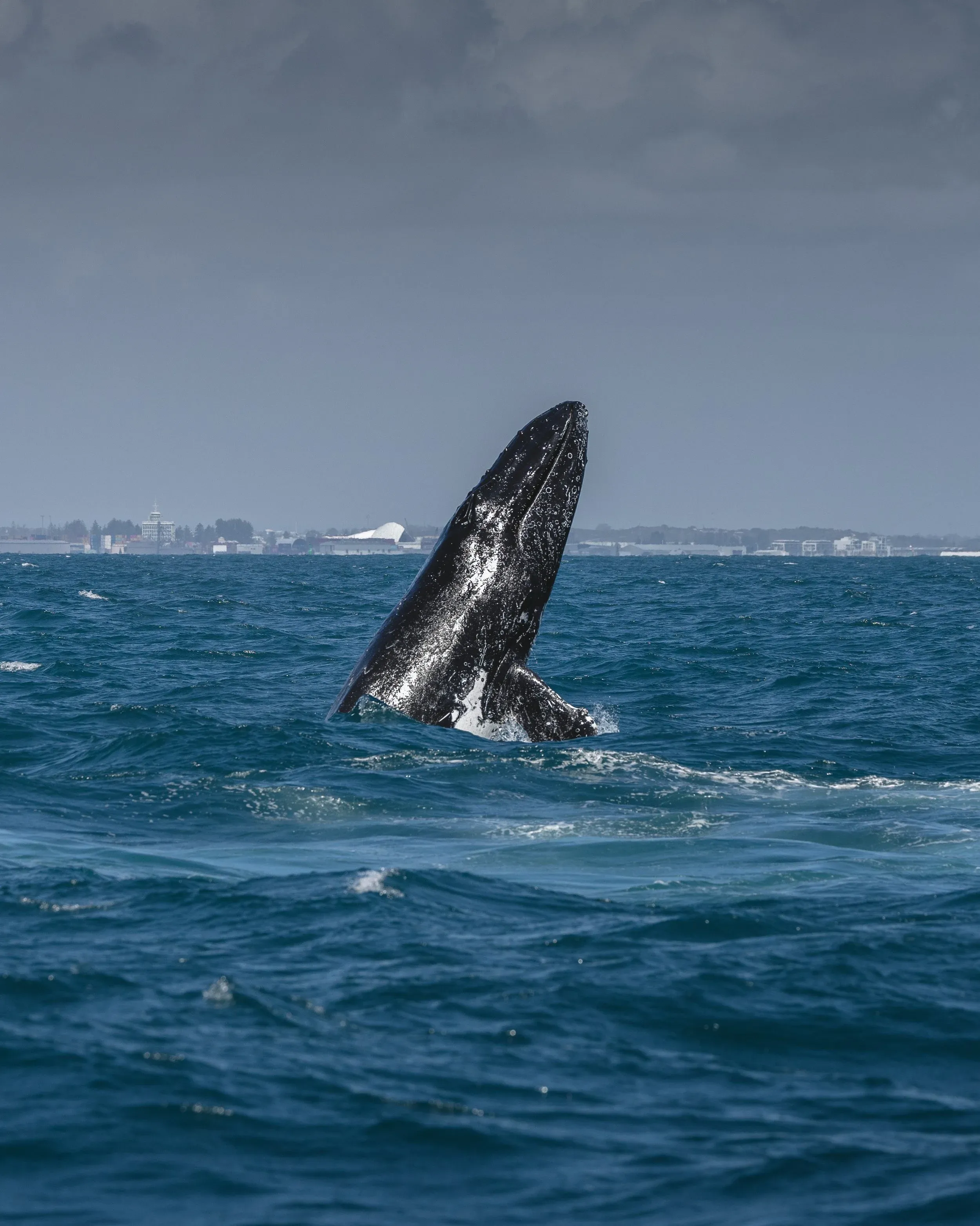 Whale Watching Cruise from Hillarys Harbour - Experience Oz-10
