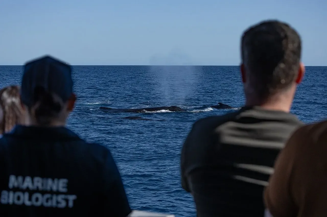 Whale Watching Cruise from Hillarys Harbour - Experience Oz-13