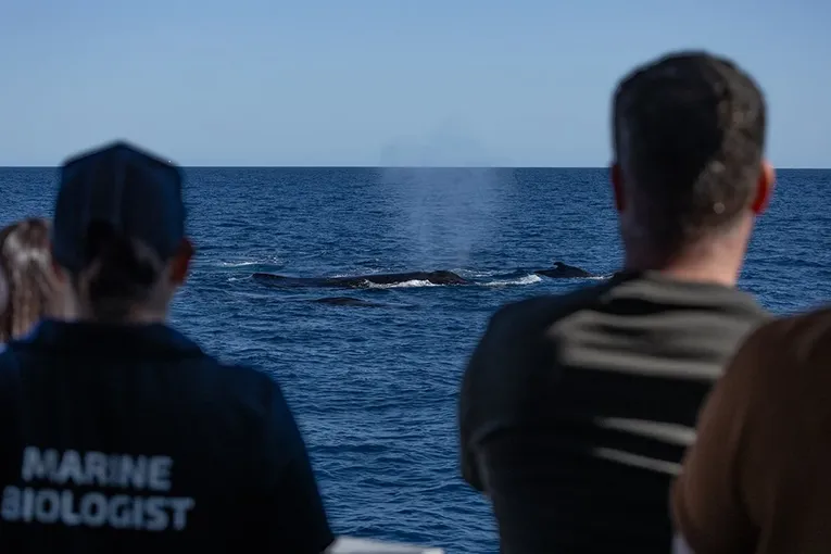 Whale Watching Cruise from Hillarys Harbour - Experience Oz