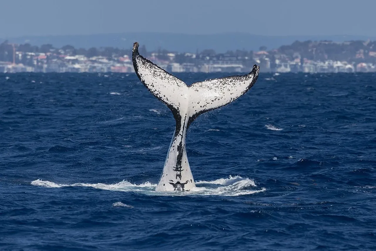 Whale Watching Cruise from Hillarys Harbour - Experience Oz-17