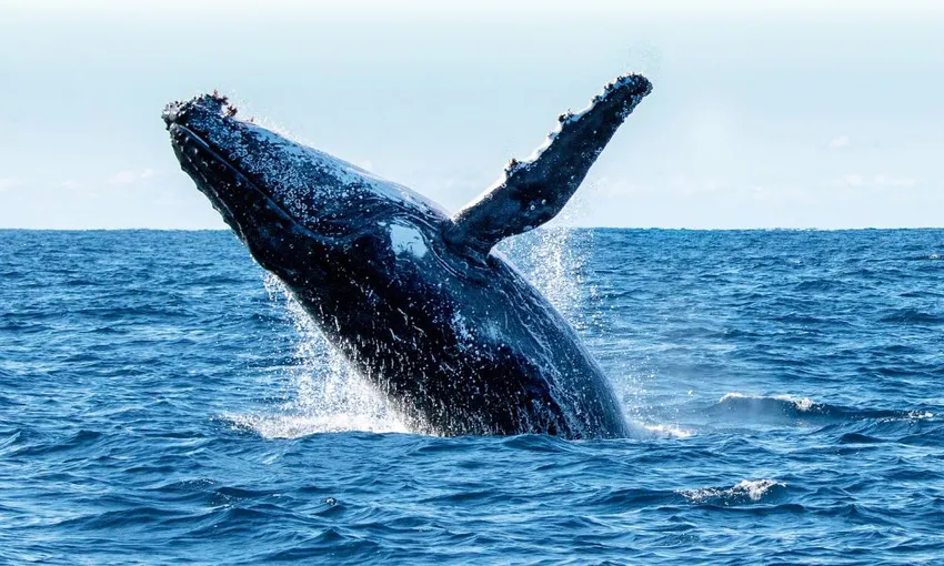 Whale Watching Cruise from Hillarys Harbour