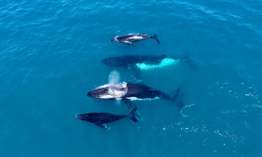 Whale Watching Cruise from Hillarys Harbour