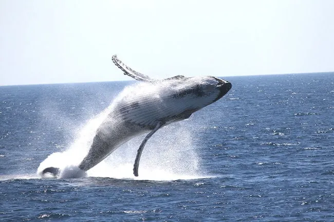 Whale Watching Cruise from Hillarys Harbour
