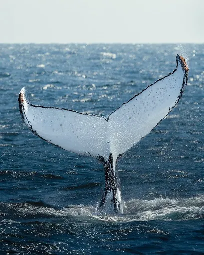 Whale Watching Cruise from Hillarys Harbour
