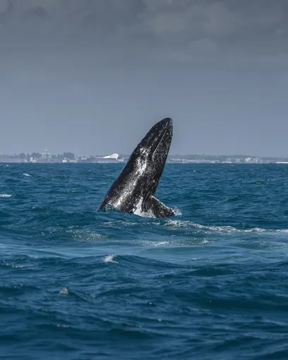 Whale Watching Cruise from Hillarys Harbour
