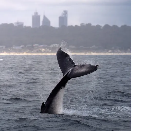 Whale Watching Cruise from Hillarys Harbour