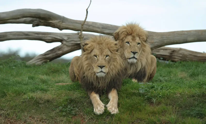 Melbourne Attraction Pass