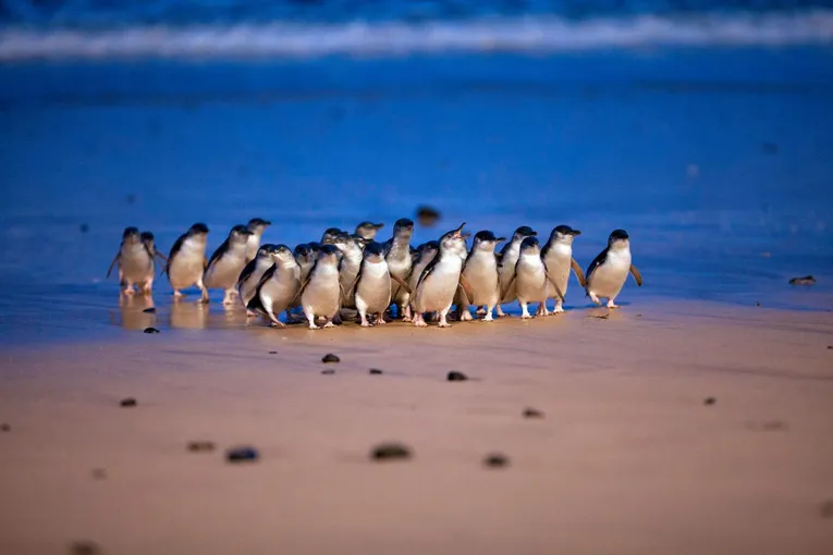 Melbourne Attraction Pass