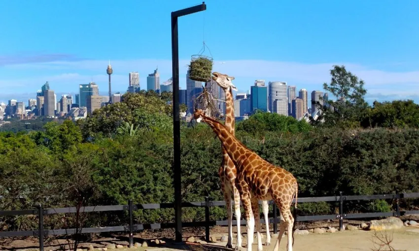 Sydney Unlimited Attractions Pass - 2, 3 and 5 Day
