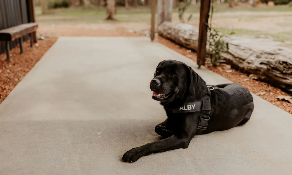 Truffle Hunt in Margaret River - 45 Minutes | Experience Oz-6