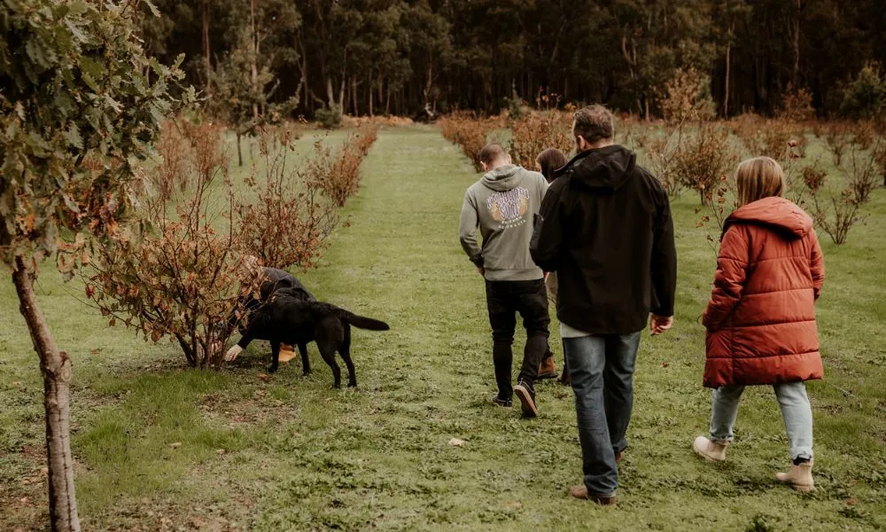 Truffle Hunt & Eat in Margaret River - 2 Hours | Experience Oz-1