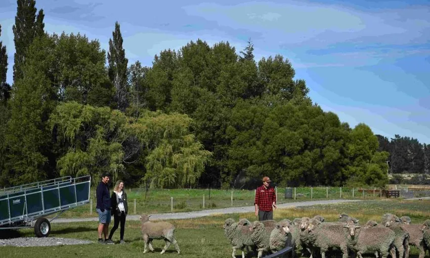 Lake Tekapo Sheep Shearing Show - 1 Hour | Experience Oz + NZ