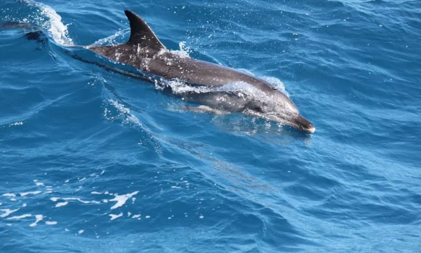 K’gari Boom Net Sightseeing Cruise - 3 Hours | Experience Oz