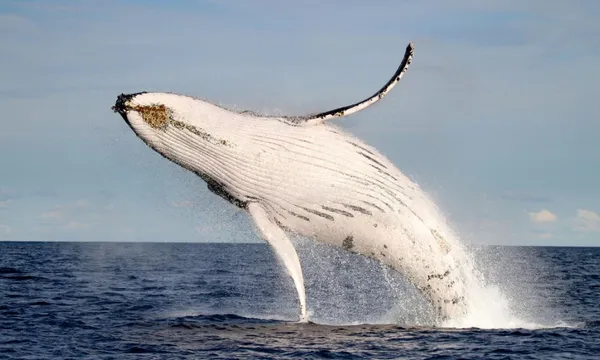 Whale Watching Cruise from Lake Macquarie - 2 Hours 