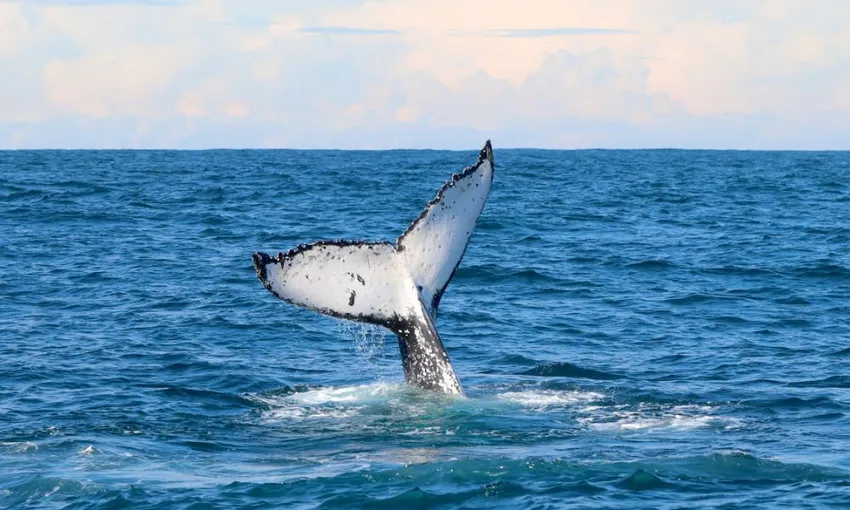 Whale Watching Cruise from Lake Macquarie - 2 Hours 