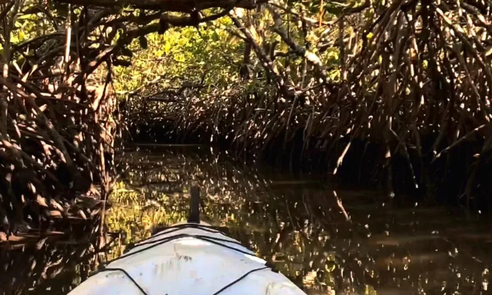 Noosa Hidden Waterways Kayak Adventure - 2 Hours | Experience Oz-6