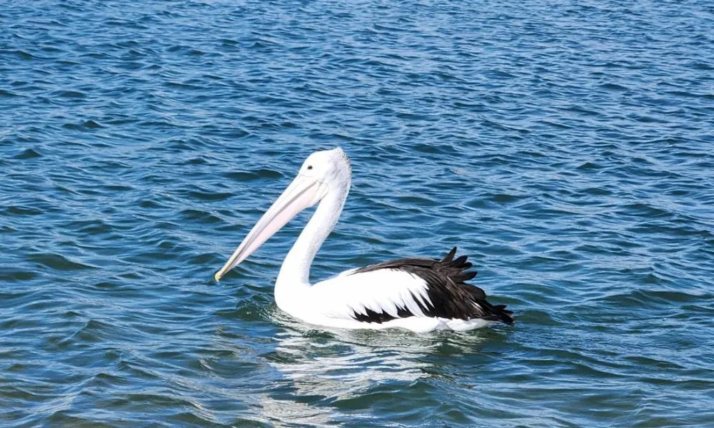 Noosa Hidden Waterways Kayak Adventure - 2 Hours | Experience Oz-2