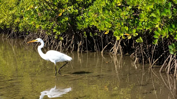 Noosa Heads Hidden Waterways Kayak Adventure - 2 Hours