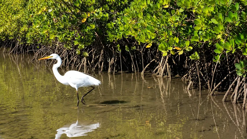 Noosa Hidden Waterways Kayak Adventure - 2 Hours | Experience Oz