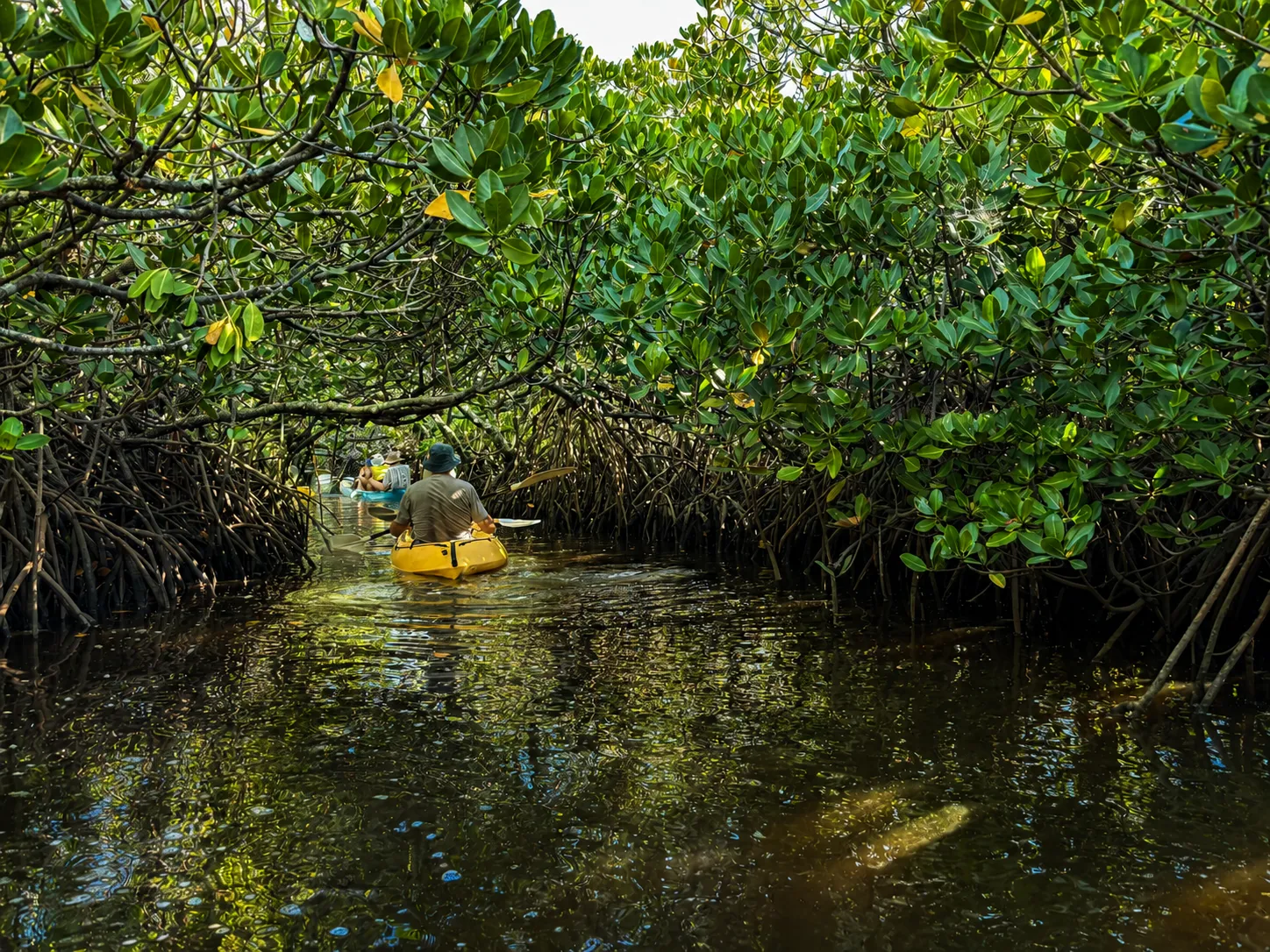 Noosa Hidden Waterways Kayak Adventure - 2 Hours | Experience Oz-8