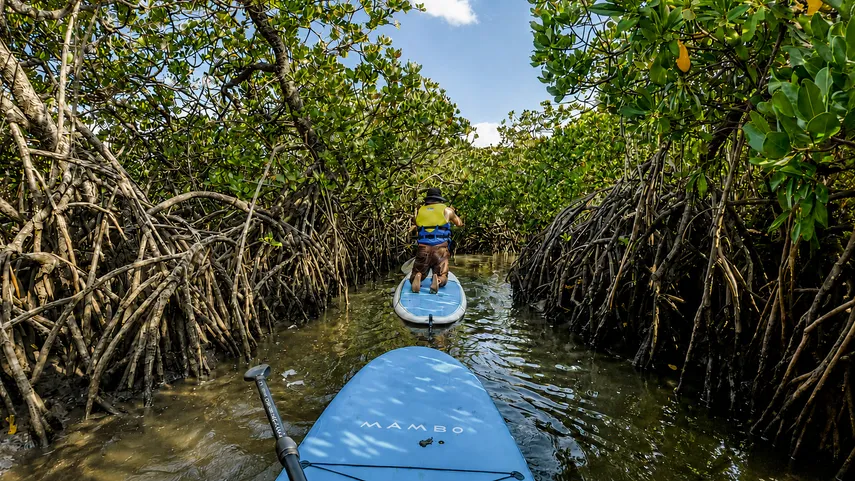 Noosa Heads Stand-Up Paddleboarding - 2 Hours | Experience Oz