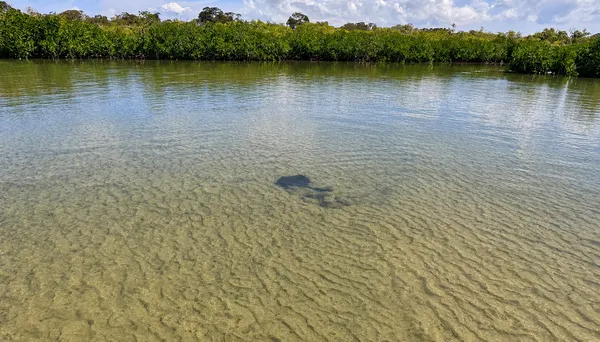 Noosa Heads Waterways Stand-Up Paddleboarding - 2 Hours