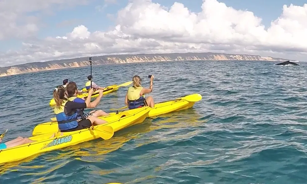 Whale Watching On Ocean Kayaks & Beach 4X4 Tour - Noosa | Experience Oz-1