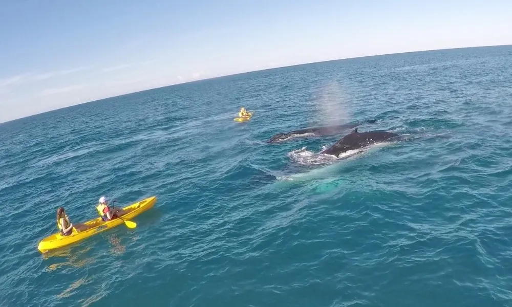 Whale Watching On Ocean Kayaks & Beach 4X4 Tour - Noosa | Experience Oz-3