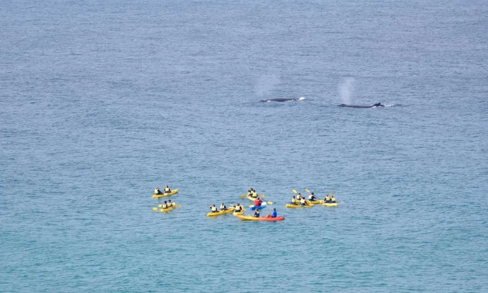 Whale Watching On Ocean Kayaks & Beach 4X4 Tour - Noosa | Experience Oz-2