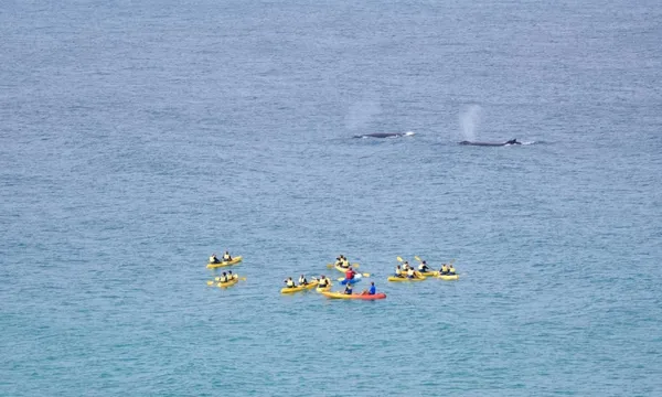 Whale Watching On Ocean Kayaks & Beach 4X4 Tour - Noosa