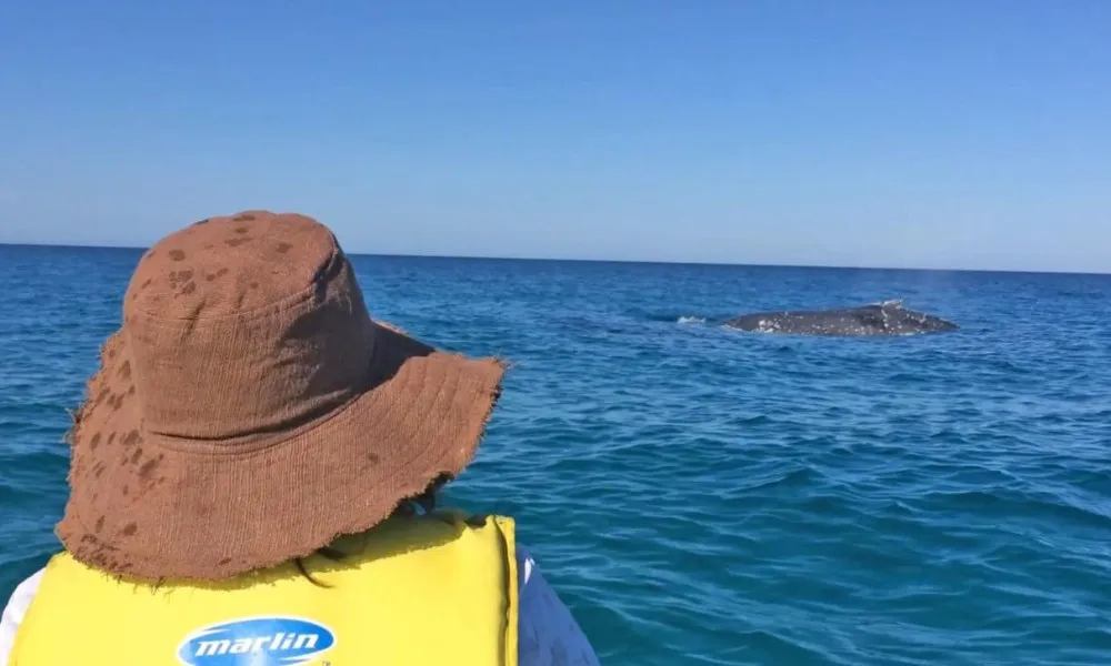 Whale Watching On Ocean Kayaks & Beach 4X4 Tour - Noosa | Experience Oz-4