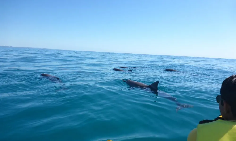 Private Eco Tour - Double Island Point Wildlife Adventure | Experience Oz-2