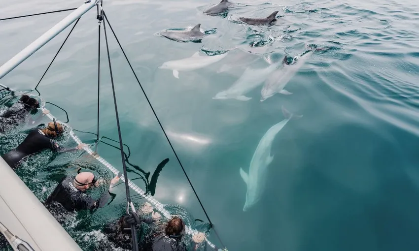 Dolphin Swim and Cruise, 5 Hours - Coffin Bay