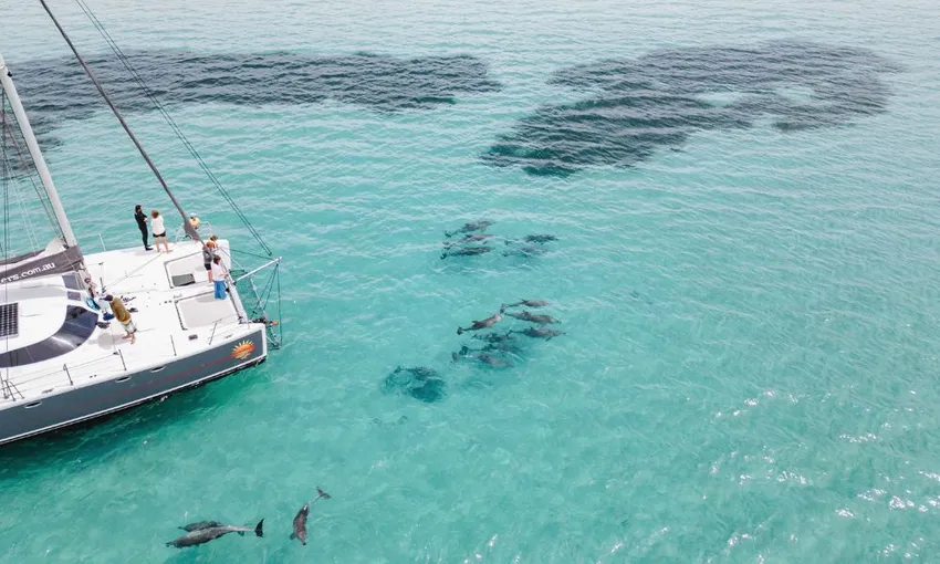 Dolphin Swim and Cruise, 5 Hours - Coffin Bay