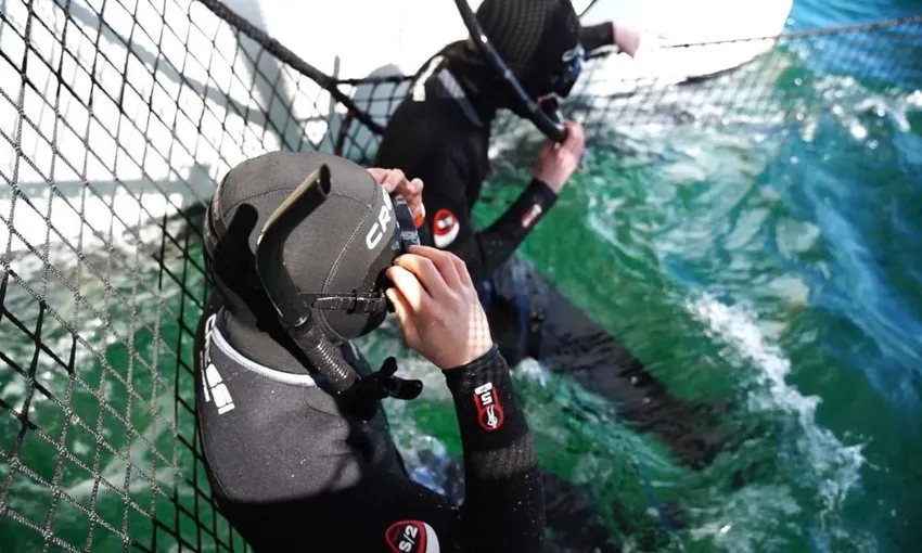 Dolphin Swim and Cruise, 5 Hours - Coffin Bay