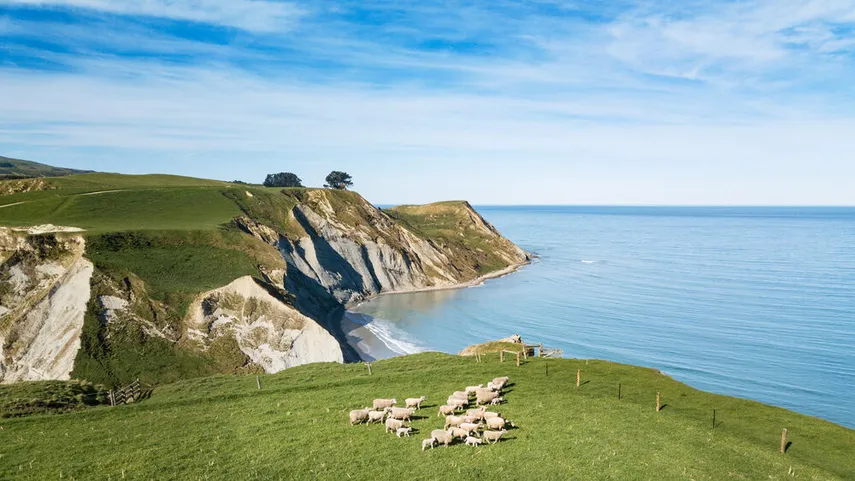 Christchurch Sheep Farm and Winery Tour | Experience Oz
