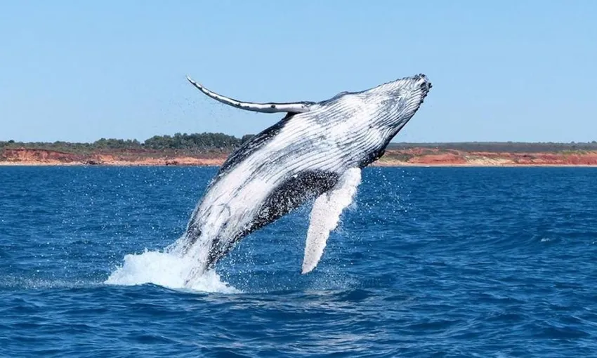 Broome Sunset Whale Watching Cruise with Platter - Half Day