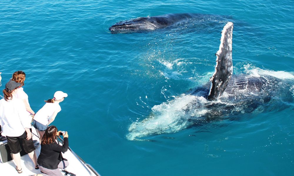 Broome Sunset Whale Watching Cruise with Platter - Half Day