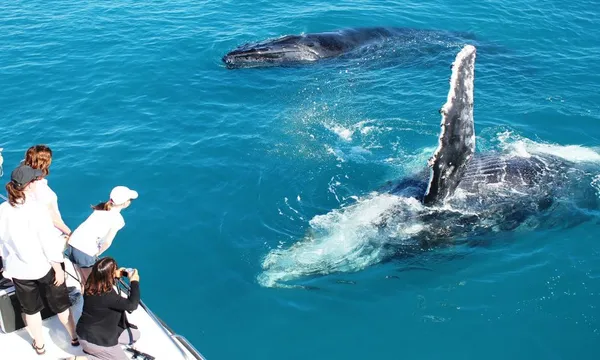 Broome Sunset Whale Watching Cruise with Platter - Half Day