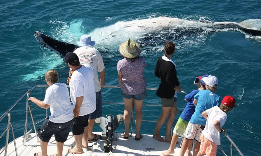 Broome Sunset Whale Watching Cruise with Platter - Half Day