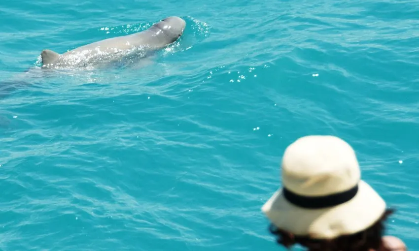 Snubfin Dolphin Eco Cruise - Roebuck Bay - Half Day